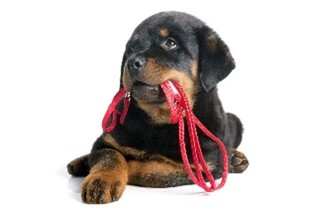 Hond